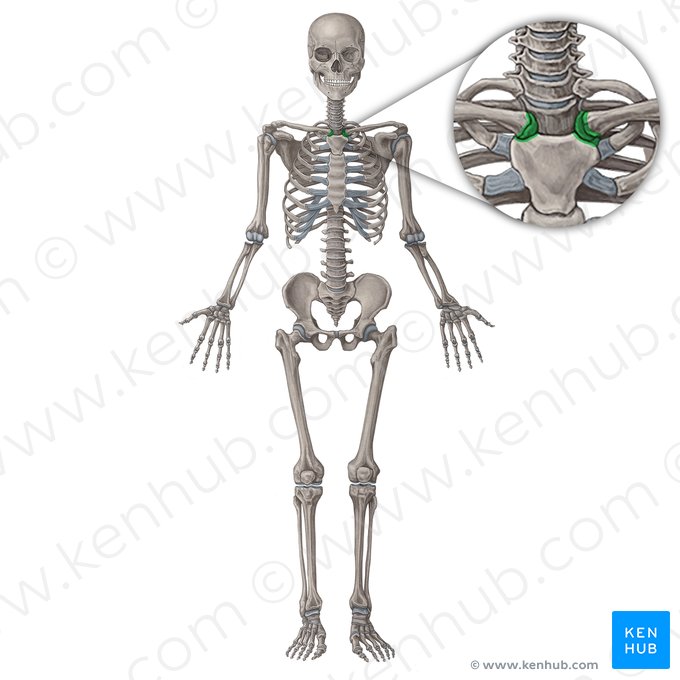 Sternoclavicular joint (Articulatio sternoclavicularis); Image: Irina Münstermann