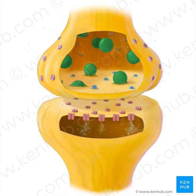 Vesícula sináptica (Vesicula synaptica); Imagen: Tal Bavli Ziv