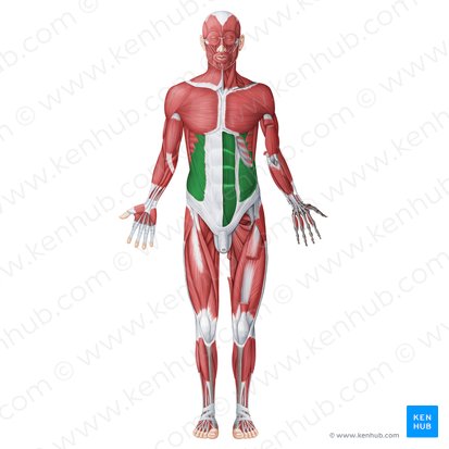 Musculi anterolaterales abdominis (Vordere seitliche Bauchmuskulatur); Bild: Irina Münstermann