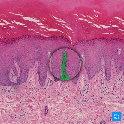 Dermal papilla (Papilla dermis); Image: 