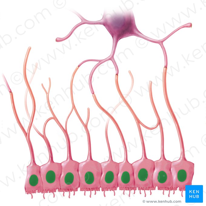 Núcleo de la célula ependimaria (Nucleus ependymocyti); Imagen: Paul Kim