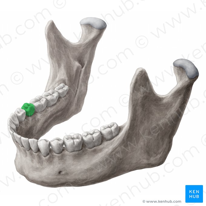 Dens premolaris secundus dexter mandibularis (Rechter unterer 2. Prämolar); Bild: Yousun Koh