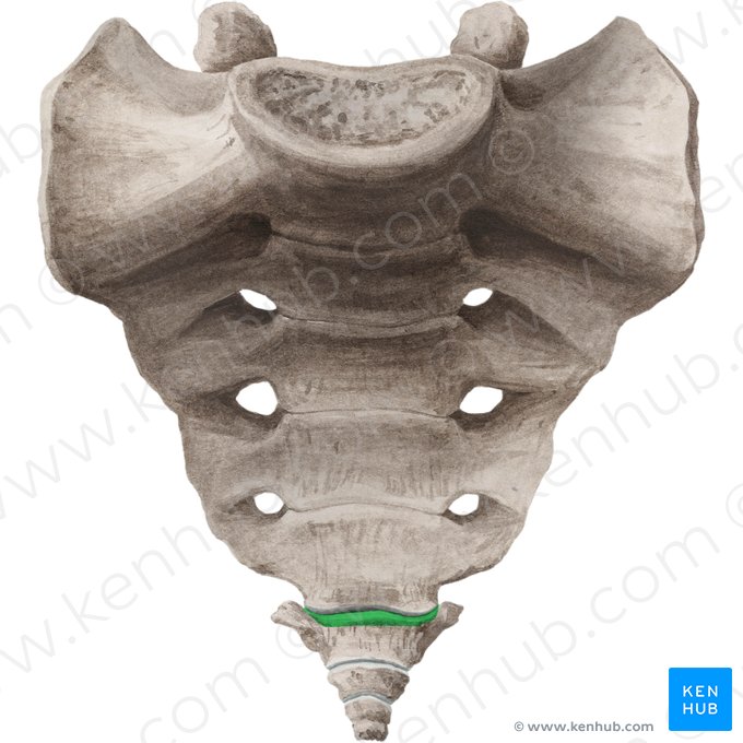 Base of coccyx (Basis ossis coccygis); Image: Liene Znotina