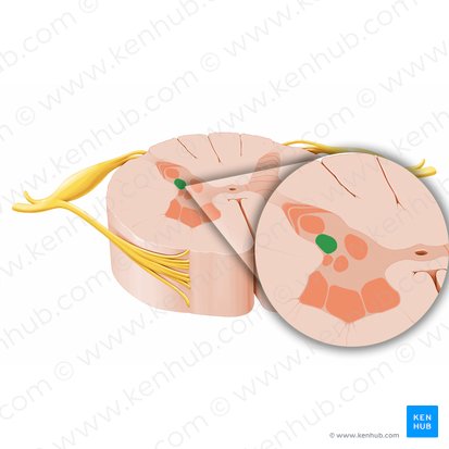 Substantia visceralis secundaria medullae spinalis (Sekundäre Eingeweidesubstanz des Rückenmarks); Bild: Paul Kim