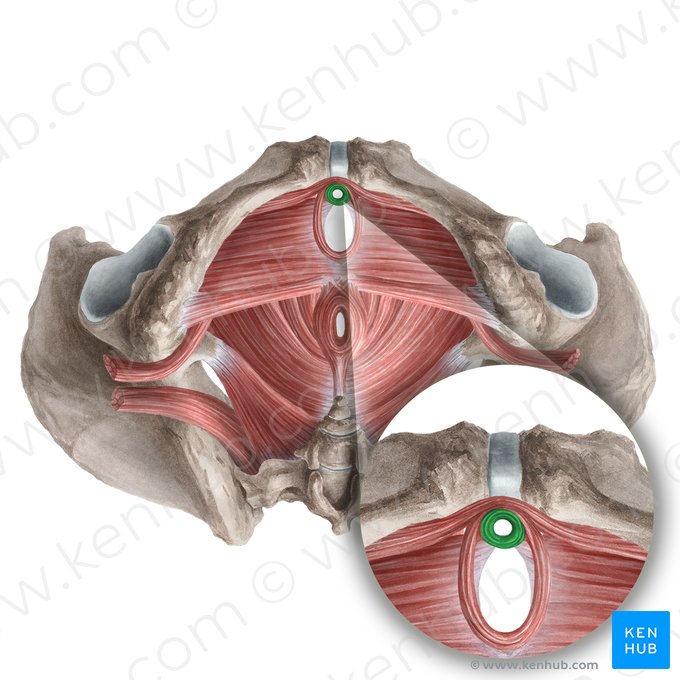 Female external urethral sphincter (proper) (Musculus sphincter externus proprius urethrae femininae); Image: Liene Znotina