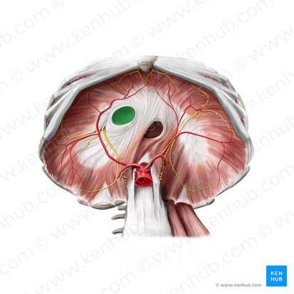 Foramen venae cavae (Hohlvenenöffnung); Bild: Stephan Winkler