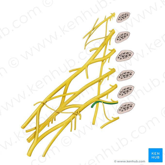 1st intercostal nerve (Nervus intercostalis 1); Image: Begoña Rodriguez