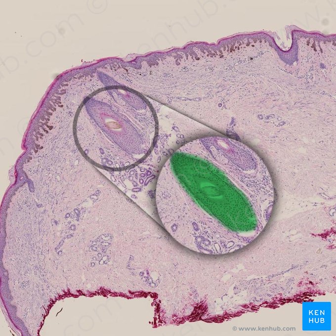 Hair follicle (Folliculus pili); Image: 