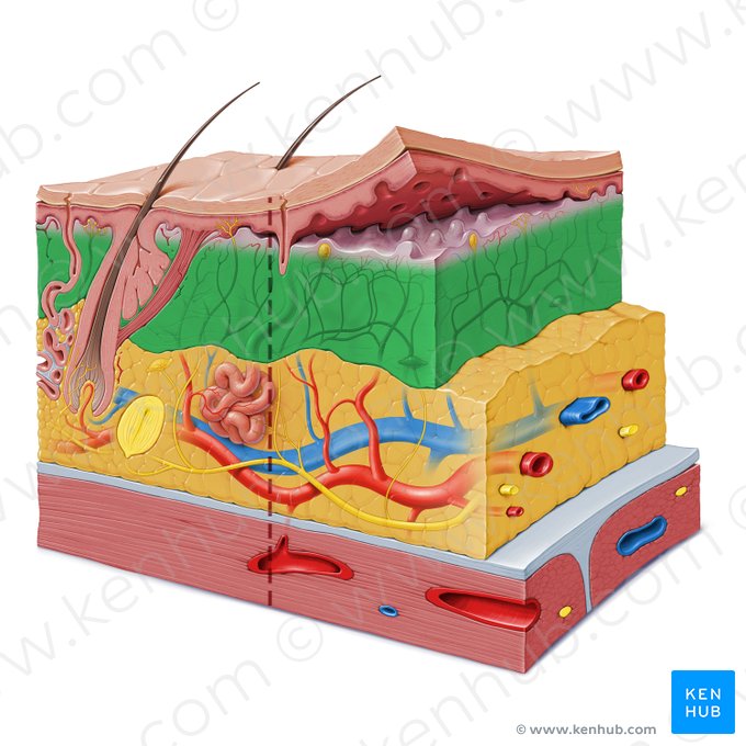 Camada reticular da derme (Stratum reticulare dermis); Imagem: Paul Kim