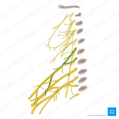 Superior subscapular nerve (Nervus subscapularis superior); Image: Begoña Rodriguez