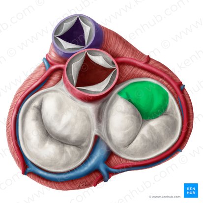 Superior leaflet of right atrioventricular valve (Cuspis superior valvae atrioventricularis dextrae); Image: Yousun Koh