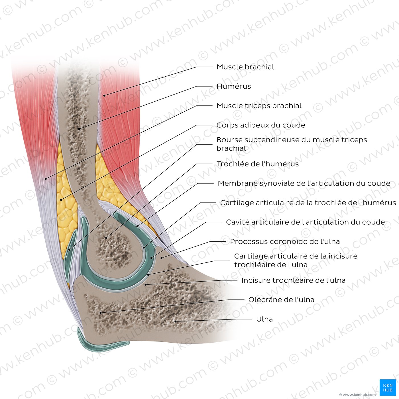 Review of the elbow joint