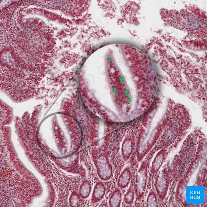 Goblet cell (Exocrinocytus caliciformis); Image: 