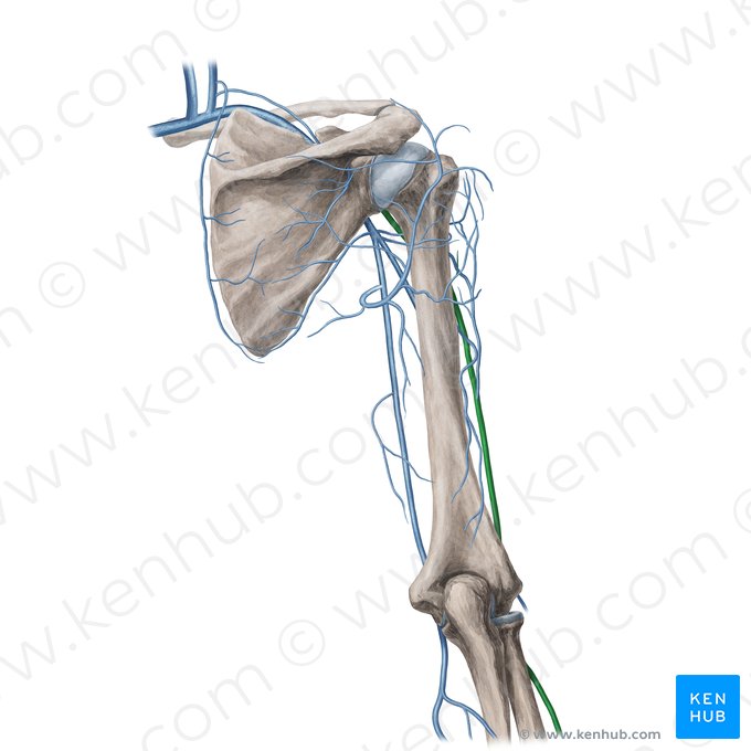 Vena cephalica (Kopfvene); Bild: Yousun Koh
