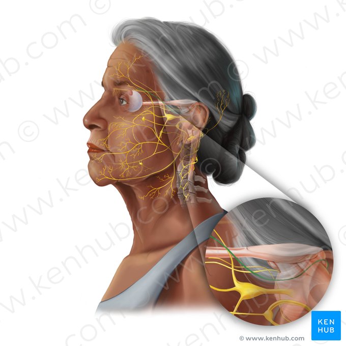 Trochlear nerve (Nervus trochlearis); Image: Tal Bavli Ziv