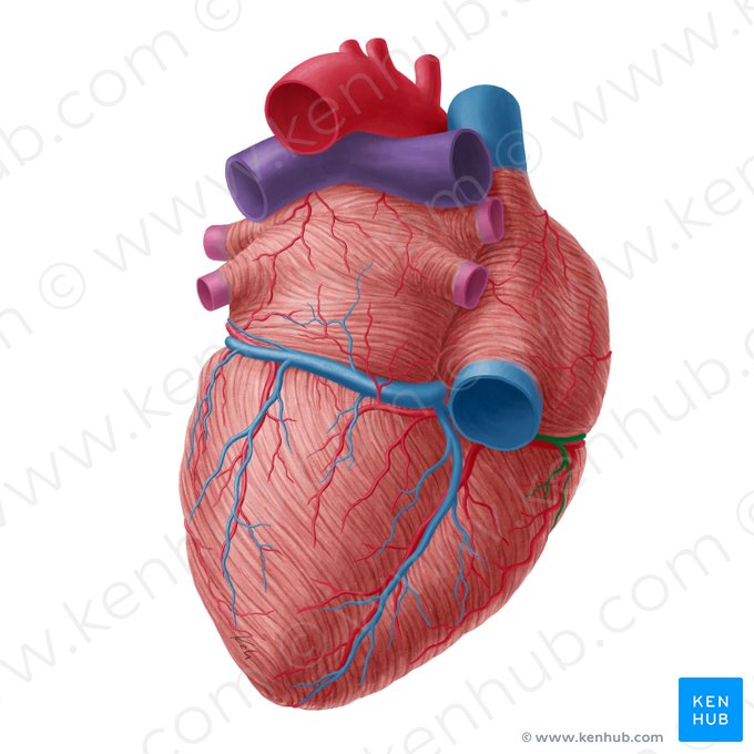Vena cardiaca parva (Kleine Herzvene); Bild: Yousun Koh