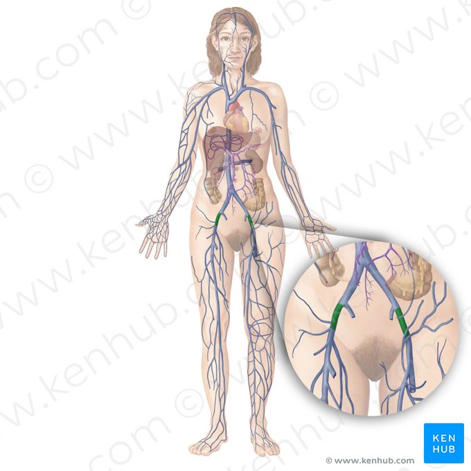 External iliac vein (Vena iliaca externa); Image: Begoña Rodriguez