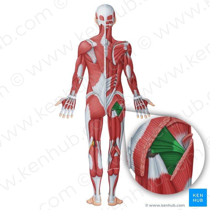 Deep gluteal muscles (Musculi glutei profundi); Image: Irina Münstermann