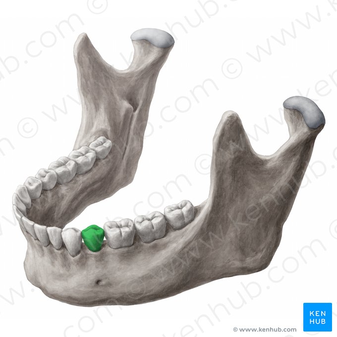 Dens premolaris secundus sinister mandibularis (Linker unterer 2. Prämolar); Bild: Yousun Koh