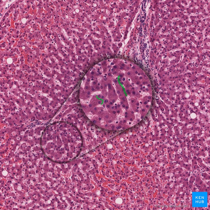 Canalículos biliares - histologia