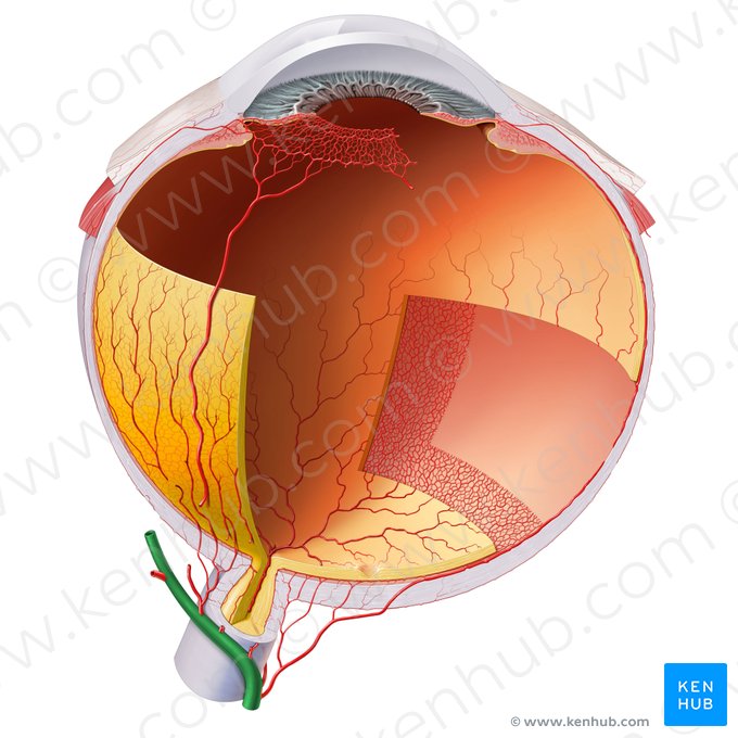 Ophthalmic artery (Arteria ophthalmica); Image: Paul Kim