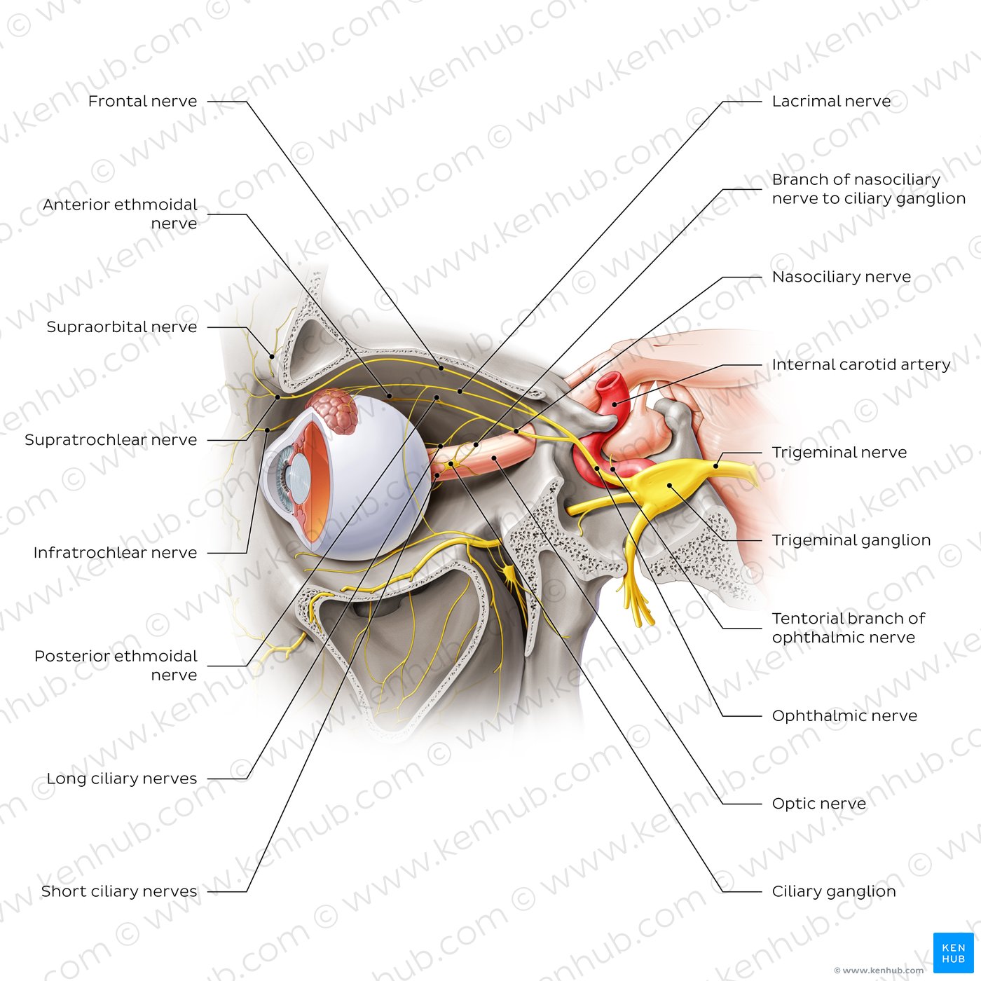Ophthalmic nerve