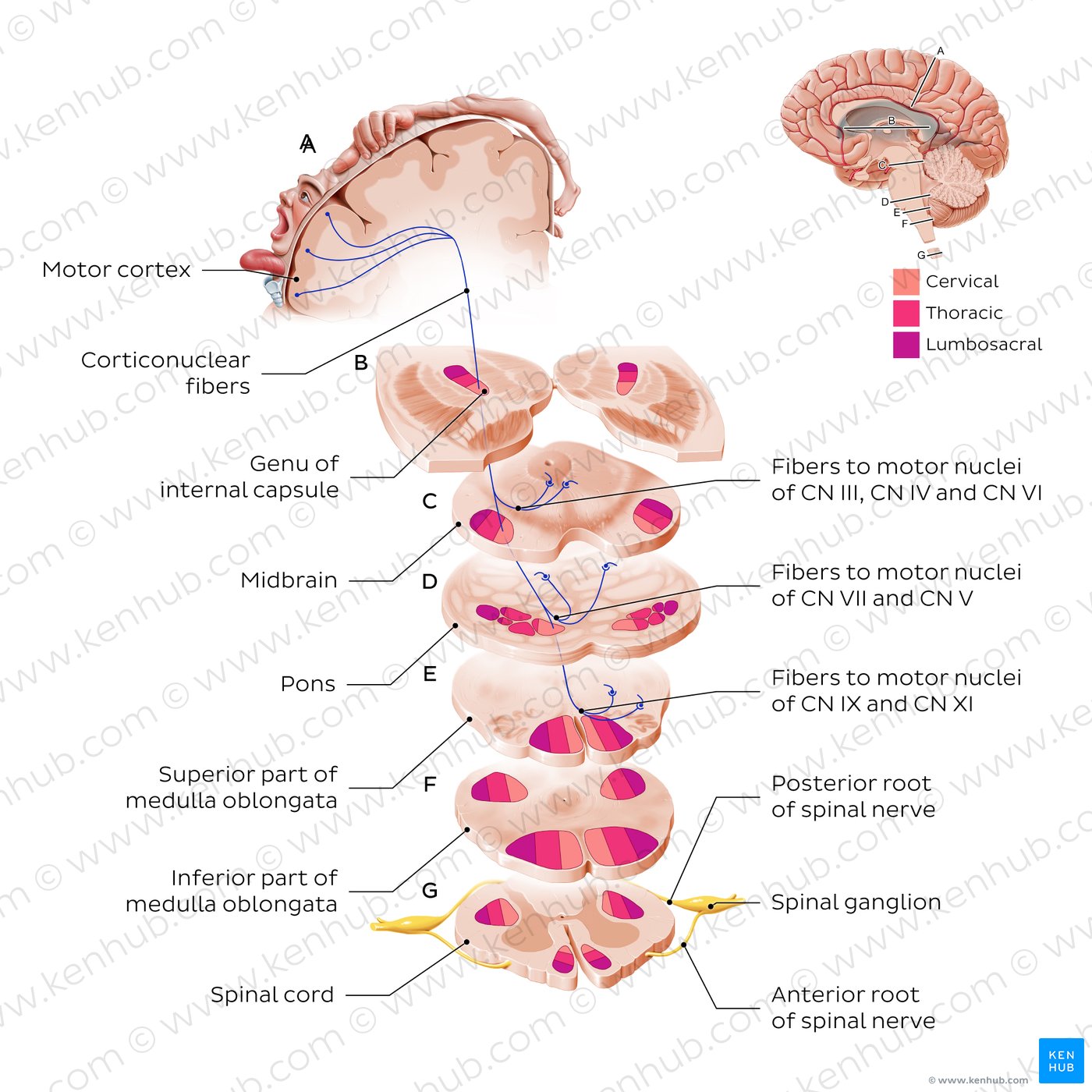 Corticonuclear tract