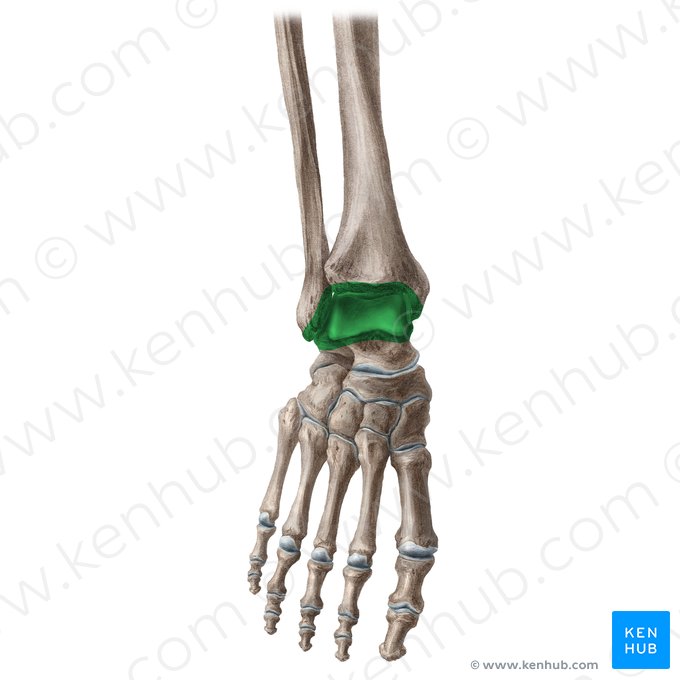 Ankle joint (Articulatio talocruralis); Image: Liene Znotina
