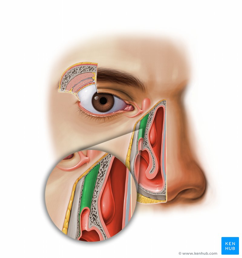 Nasolacrimal duct: Ventral view