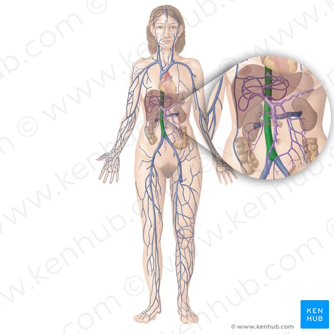 Inferior vena cava (Vena cava inferior); Image: Begoña Rodriguez