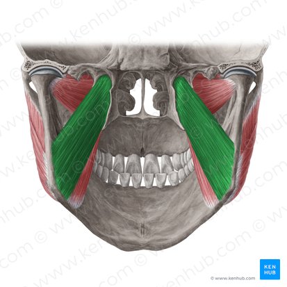 Deep head of medial pterygoid muscle (Caput profundum musculi pterygoidei medialis); Image: Yousun Koh