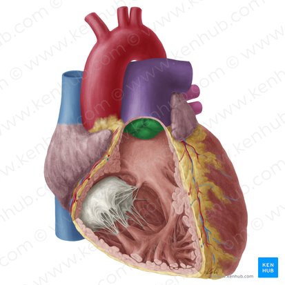 Valve pulmonaire (Valva trunci pulmonalis); Image : Yousun Koh