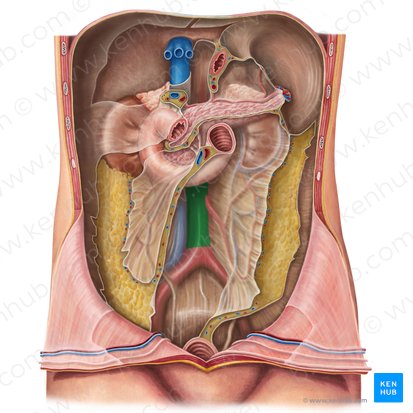 Aorte abdominale (Aorta abdominalis); Image : Irina Münstermann