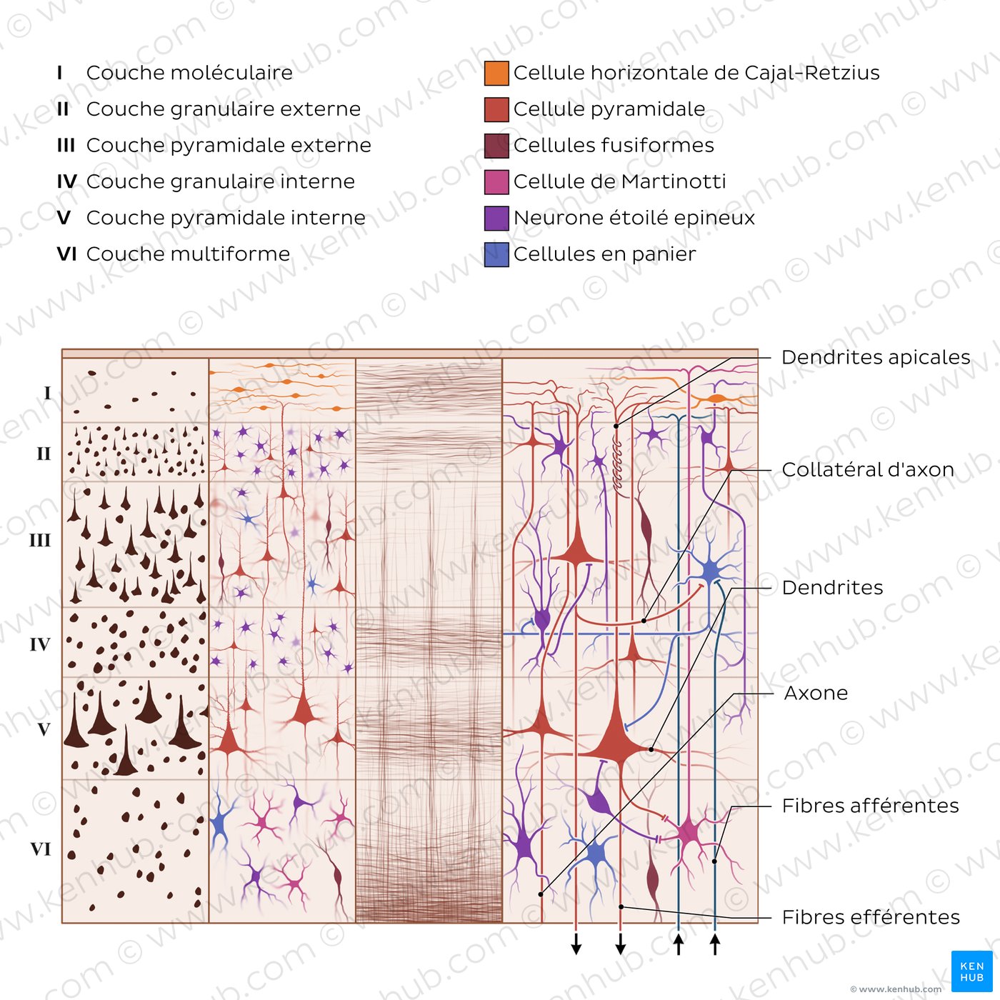 Structure histologique du cortex cérébral