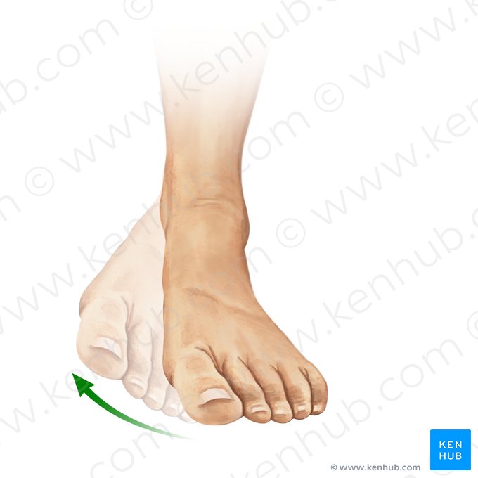 Inversion of foot (Inversio pedis); Image: Paul Kim