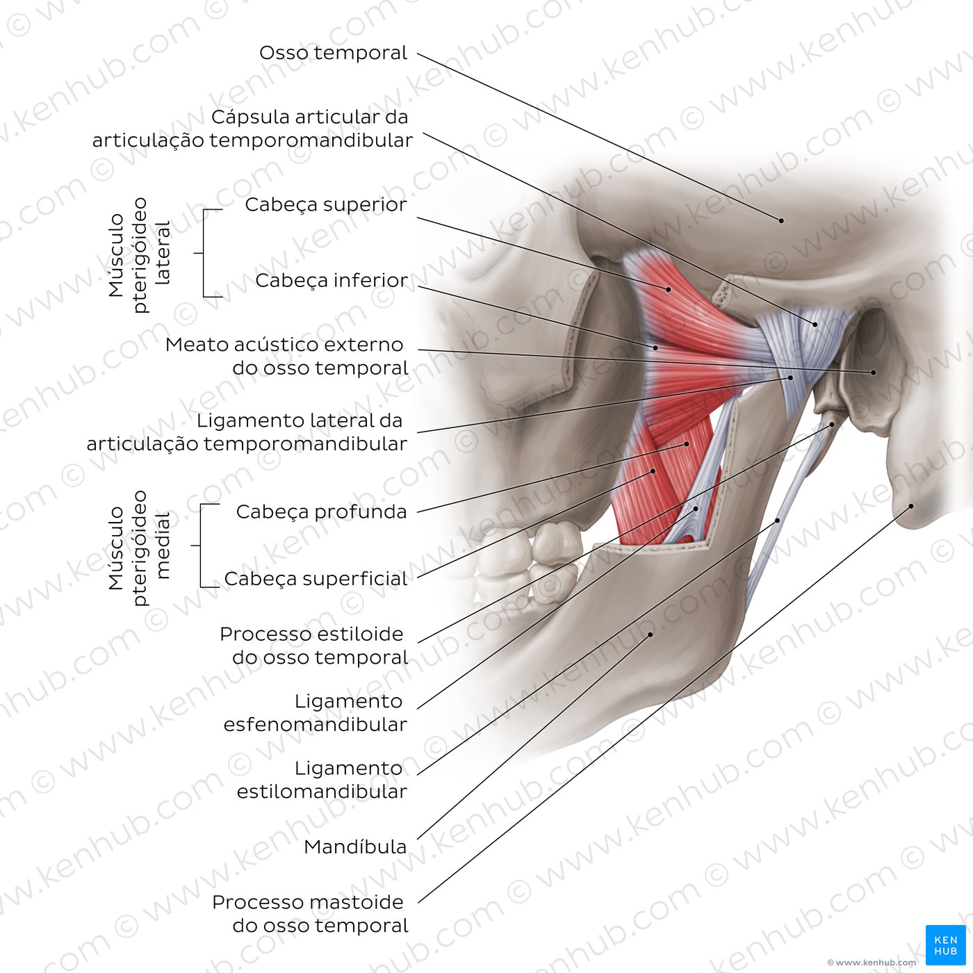 Vista externa da articulação temporomandibular