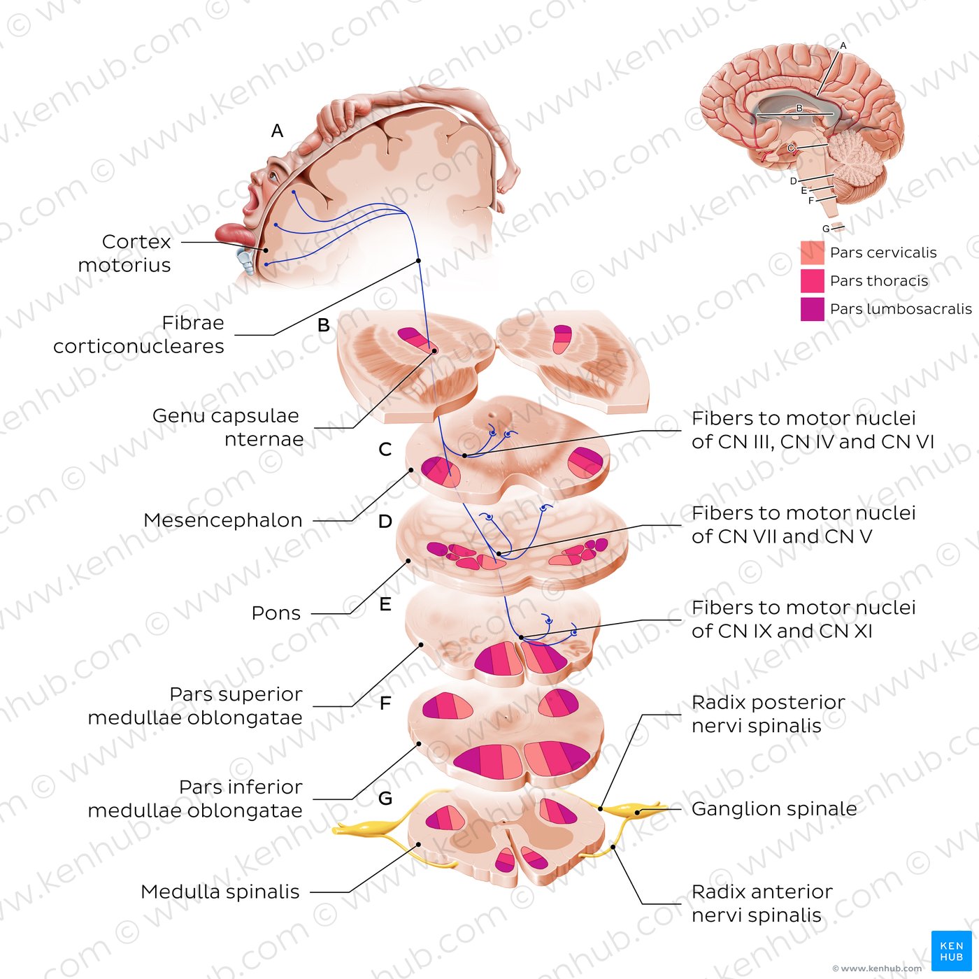 Corticonuclear tract