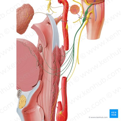 Glossopharyngeal nerve (Nervus glossopharyngeus); Image: Paul Kim