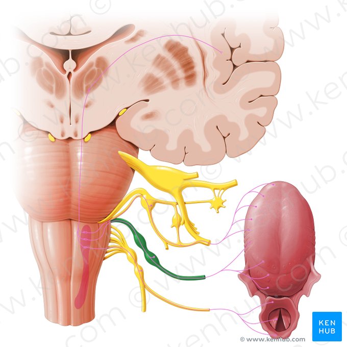 Nervio glosofaríngeo (Nervus glossopharyngeus); Imagen: Paul Kim