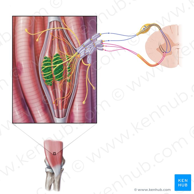 Núcleos de las fibras musculares intrafusales (Nuclei myofibrarum neuromuscularium); Imagen: Paul Kim