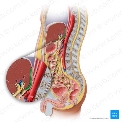 Superior recess of omental bursa (Recessus superior bursae omentalis); Image: Paul Kim