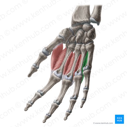 4.º músculo interósseo dorsal da mão (Musculus interosseus dorsalis 4 manus); Imagem: Yousun Koh