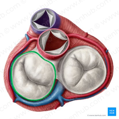 Anillo fibroso de la valva atrioventricular izquierda (Anulus fibrosus valvae atrioventricularis sinistrae); Imagen: Yousun Koh