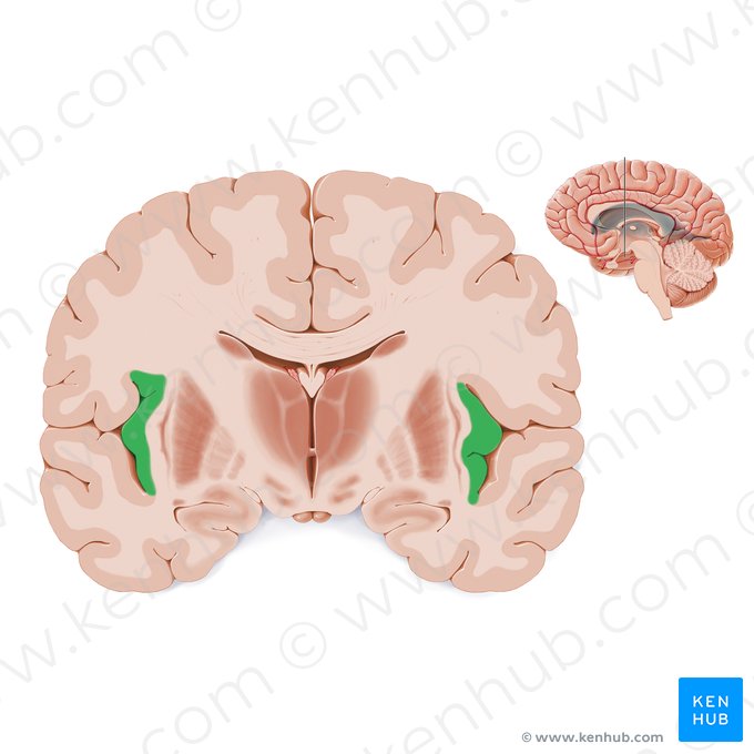 Insula; Image: Paul Kim