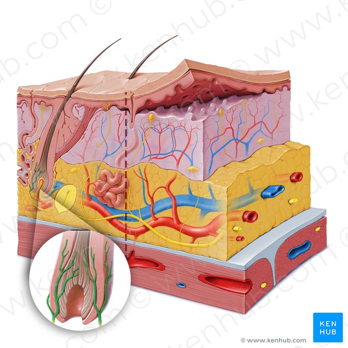 Hair follicle ending (Terminatio folliculi pili); Image: Paul Kim