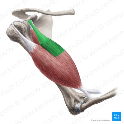 Caput breve musculi bicipitis brachii (Kurzer Kopf des zweiköpfigen Oberarmmuskels); Bild: Yousun Koh