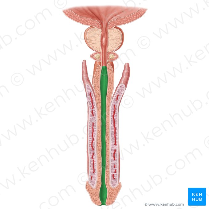 Spongy part of urethra (Pars spongiosa urethrae); Image: Samantha Zimmerman