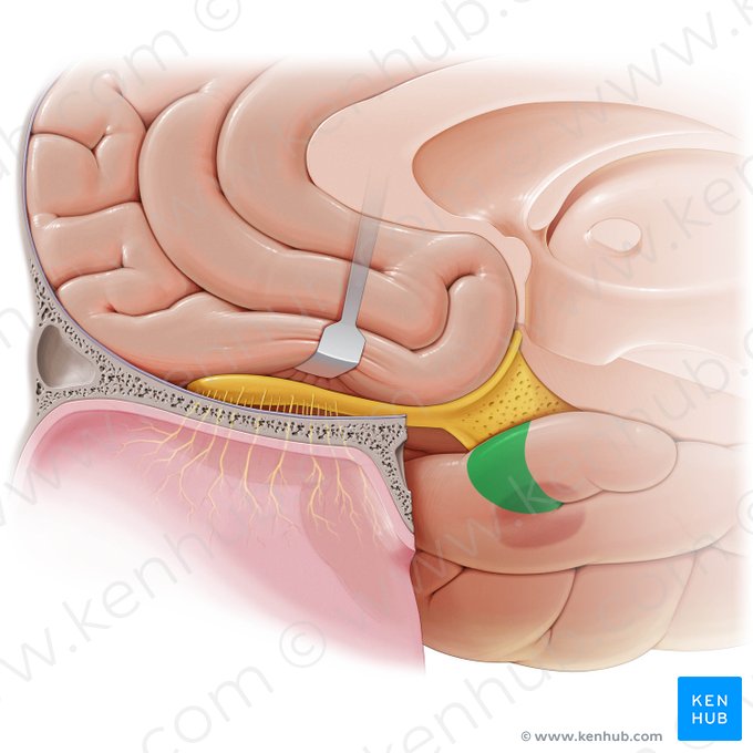 Ambient gyrus (Gyrus ambiens); Image: Paul Kim