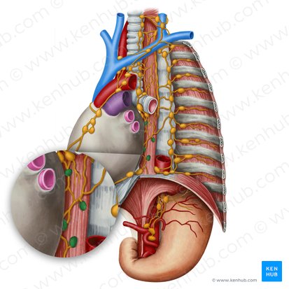Juxtaesophageal lymph nodes (Nodi lymphoidei juxtaoesophagei); Image: Irina Münstermann