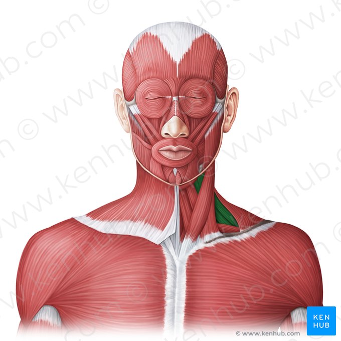 Musculi laterales colli (Seitliche Halsmuskulatur); Bild: Irina Münstermann